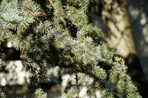 Cedrus Atlantica Horstmann Silberspitz 3ft Tall Blue Atlas Cedar in 7.5 Litre Pot By Direct Plants