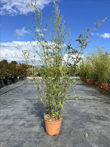 Extra Large Black Bamboo Phyllostachys Nigra 5ft Tall in a 10/12 Litre Pot By Direct Plants