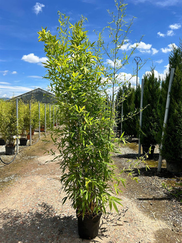 Extra Large Bamboo Phyllostachys Aurea Gold 6ft Tall in a 10/12 Litre Pot By Direct Plants