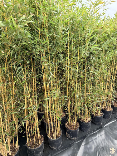 Extra Large Bamboo Aureocaulis Gold 6ft Tall in a 10/12 Litre Pot By Direct Plants
