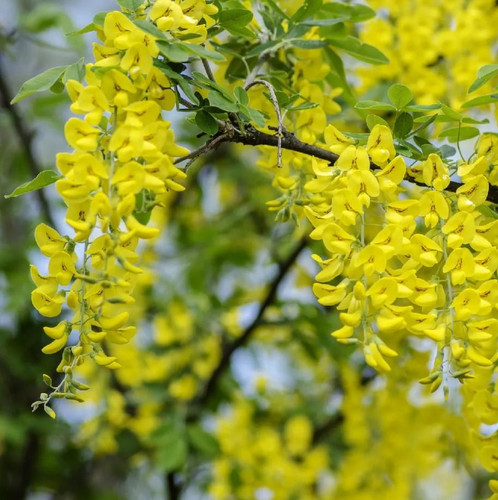Laburnum Vossii Golden Rain Tree Large 4-5ft in a 7.5 Litre Pot By Direct Plants