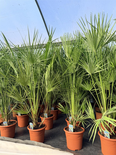 Chamaerops European Fan Palm Tree Extra Large 4-5ft in a 10 Litre Pot By Direct Plants