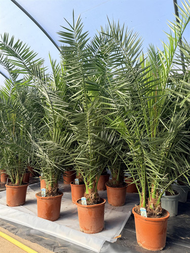 Phoenix Date Palm Tree 5ft+ Extra Large in a Pot By Direct Plants