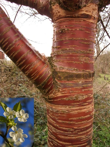Prunus Tibetica Birch Bark Cherry Tree 6ft Tall in a 7.5 Litre Pot | By Direct Plants