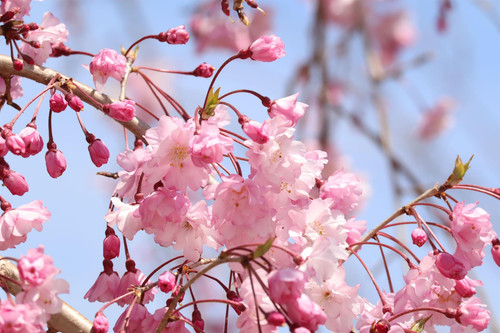 Prunus Kiku Shidare Sakura Cheals Weeping Japanese Flowering Cherry Tree 5-6ft In a 7.5 Litre Pot By Direct Plants