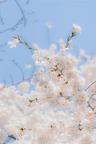 Prunus Snow Goose Cherry Blossom Tree 5-6ft Tall in a 7.5 Litre Pot| By Direct Plants