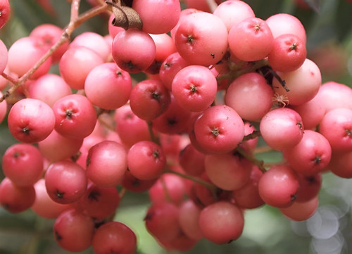 Sorbus Eastern Promise Mountain Ash Tree 5-6ft Tall in a 7.5 Litre Pot by Direct Plants