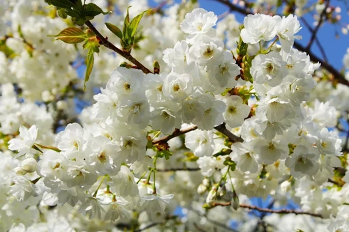 Prunus Shirotae Cherry Blossom Tree 5-6ft Tall in a 7.5 Litre Pot | By Direct Plants