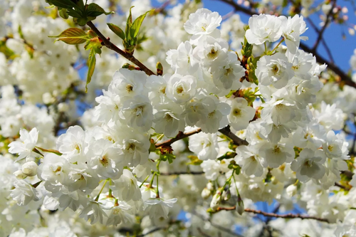 Prunus Shirotae Cherry Blossom Tree 5-6ft Tall in a 7.5 Litre Pot | By Direct Plants