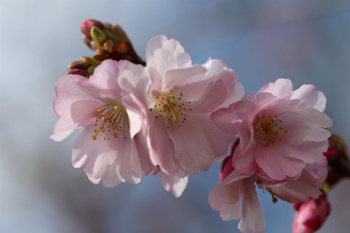 Prunus Accolade Cherry Blossom Tree 5-6ft Tall in a 7.5 Litre Pot| By Direct Plants