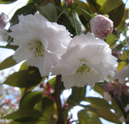 Prunus Shirofugen 6ft Tall Supplied in a 12 Litre Pot by DirectPlants