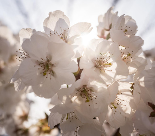 Prunus Tai Haku 6ft Tall Supplied in a 12 Litre Pot by DirectPlants