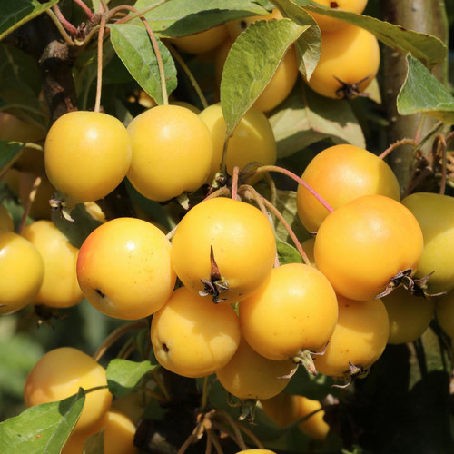Malus Golden Hornet 6ft Tall Supplied in a 12 Litre Pot by DirectPlants