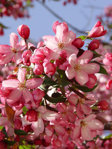 Malus Sun Rival 6ft Tall Supplied in a 12 Litre Pot by DirectPlants
