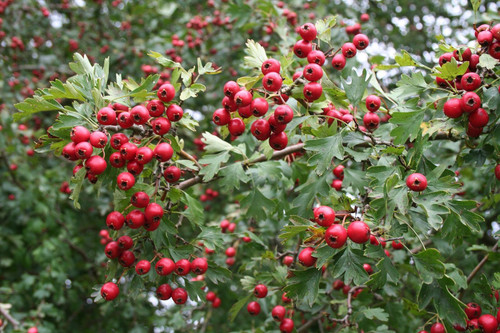 25x 3-4ft Large Quickthorn Hawthorn Hedging Trees Crataegus | 2/3 Litre Pots| By Direct Plants