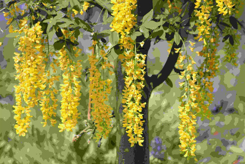 3x 5ft Large Laburnum Vossii Golden Rain Trees By Direct Plants