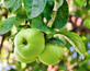 Apple Greensleeves Fruit Tree 6ft Tall Supplied in a 12 Litre Pot by Directplants