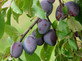 Plums Marjorie's Seedling Fruit Tree 6ft Tall Supplied in a 12 Litre Pot by Directplants