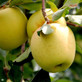 Apple Golden Delicious Fruit Tree 6ft Tall Supplied in a 12 Litre Pot by Directplants