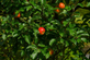 Apple Queen Cox Fruit Tree 6ft Tall Supplied in a 12 Litre Pot by Directplants