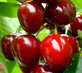 Cherry Sunburst Fruit Tree 6ft Tall Supplied in a 12 Litre Pot by Directplants