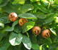 Mespilus Germanica Fruit Tree 6ft Tall Supplied in a 12 Litre Pot by Directplants
