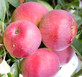 Apple Tydemans Early Worcester Fruit Tree 6ft Tall Supplied in a 12 Litre Pot by Directplants