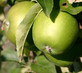 Apple Granny Smith Fruit Tree 6ft Tall Supplied in a 12 Litre Pot by Directplants