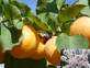 Apricot Moorpark Fruit Tree 6ft Tall Supplied in a 12 Litre Pot by Directplants