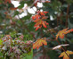 Acer Campestre Red Shine Tree 6ft Tall Supplied in a 12 Litre Pot by Directplants