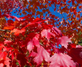 Acer Rubrum Fairview Flame Canadian Red Maple Tree 6ft Tall Supplied in a 12 Litre Pot by Directplants