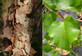 Betula Nigra Black Star Tree 6ft Tall Supplied in a 12 Litre Pot by Directplants