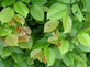 Carpinus Betulus Tree 6ft Tall Supplied in a 12 Litre Pot by Directplants