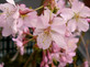 Prunus Kursar Flowering Tree 6ft Tall Supplied in a 12 Litre Pot by Directplants
