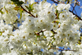 Prunus Shirotae Japanese Cherry Tree 6ft Tall Supplied in a 12 Litre Pot by Directplants