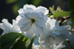 Prunus Ukon White Japanese Cherry Tree 6ft Tall Supplied in a 12 Litre Pot by Directplants