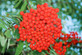 Sorbus Acuparia Asplenifolia Tree 6ft Tall Supplied in a 12 Litre Pot by Directplants