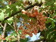 Sorbus Apricot Queen Tree 6ft Tall Supplied in a 12 Litre Pot by Directplants