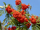 Sorbus Cardinal Royal Mountain Ash Tree 6ft Tall Supplied in a 12 Litre Pot by Directplants