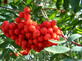 Sorbus Commixta Mountain Ash Tree 6ft Tall Supplied in a 12 Litre Pot by Directplants