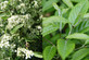 Sorbus Folgneri Emiel Tree 6ft Tall Supplied in a 12 Litre Pot by Directplants