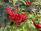 Sorbus Sheerwater Seedling Mountain Ash Tree 6ft Tall Supplied in a 12 Litre Pot by Directplants