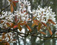 Amelanchier Glennform Tree 6ft Tall Supplied in a 12 Litre Pot by Directplants