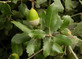 Quercus Ilex Evergreen Tree 6ft Tall Supplied in a 12 Litre Pot by Directplants