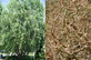 Salix Erythroflexuosa Twisted Willow Tree 6ft Tall Supplied in a 12 Litre Pot by Directplants