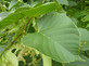 Tilia Platyphyllos Aurea Tree 6ft Tall Supplied in a 12 Litre Pot by Directplants