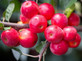 Malus Gorgeous Crab Apple Tree 5-6ft Supplied in a 7.5 Litre Pot
