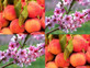 Peach Dwarf Patio Fruit Tree 3-4ft | Miniature Top Grafted Prunus Persica | 5L Pot By Direct Plants