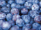 * Special Offer * Czar Plum Large Fruit Tree 6ft Tall in a 7.5 Litre Pot