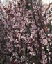 Prunus Pissardi Nigra Purple Leaf Flowering Plum Tree 6ft Supplied in a 7.5 Litre Pot